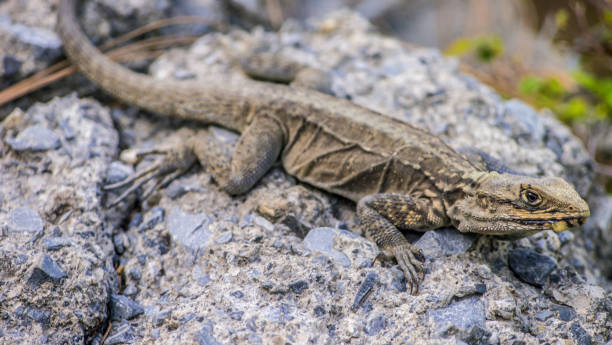 istock Closeup shot of a lizard on a stone 1464695984