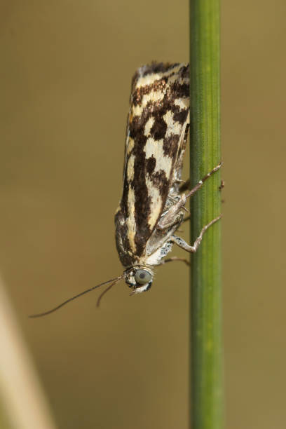 Macro shot of a spotted sulphur moth latching on to a tall flower stem with a burred background A macro shot of a spotted sulphur moth latching on to a tall flower stem with a burred background burred stock pictures, royalty-free photos & images