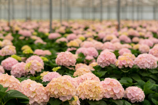 A selective focus of pink Hydrangeas flowers blooming in a greenhouse