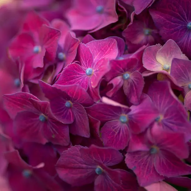 A closeup shot of a bunch of dark-pink Hydrangeas flowers