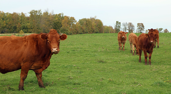 A drove of brown mixed breeds of cattle in the field