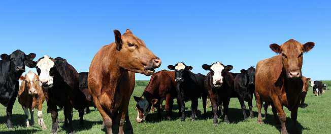 The herd of variety of breeds of curious beef cows in the meadow on a sunny spring day