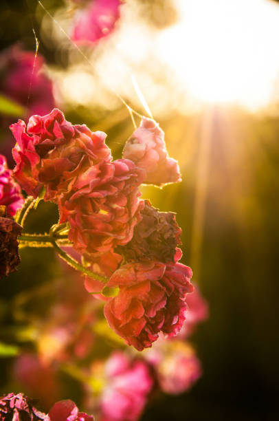 istock Delicate Hydrangea or hortensia flowers in beams of sunlight 1464696823