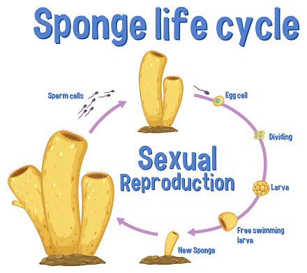 Science sponge lide cycle illustration