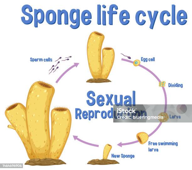 Sponge Log Science Sponge Lide Cycle Stock Illustration - Download Image Now - Art ...