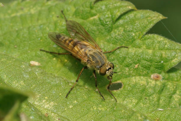 istock Macro shot of a common stiletto fly on a bright green leaf 1464697019