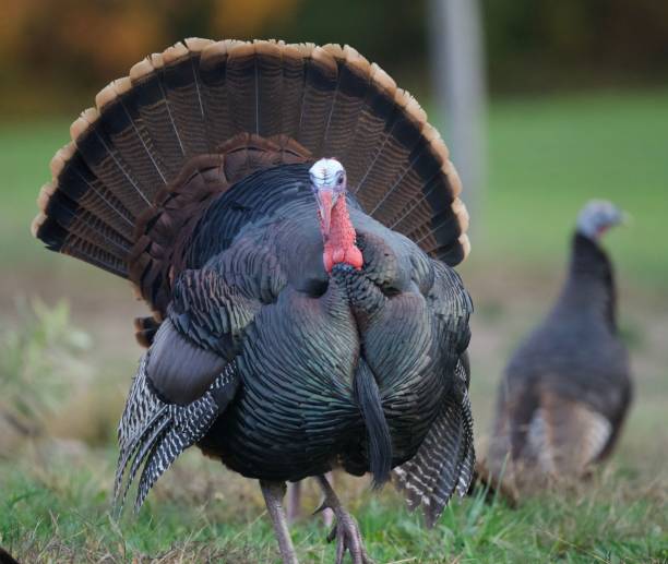 istock Selective of a turkey in a yard 1464697306