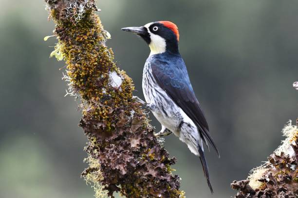 istock Acorn woodpecker (Melanerpes formicivorus) on a tree 1464697316