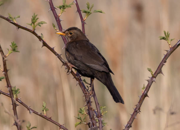 istock Closeup shot of a Common blackbird 1464697766