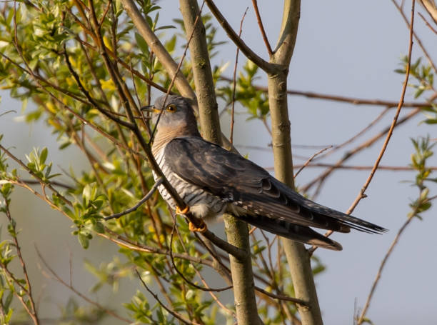 istock Closeup shot of a Common cuckoo 1464697801