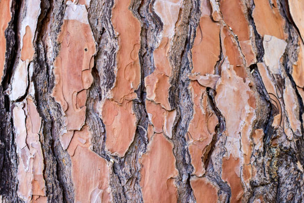 istock Old Abstract wooden texture background 1464698058