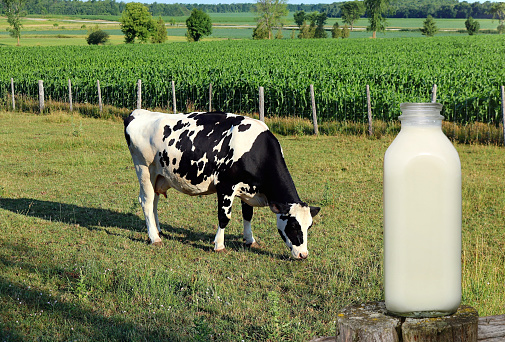 A bottle of mil with a Holstein cow grazing on the background
