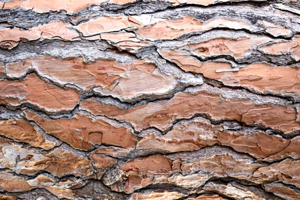 istock Old Abstract wooden texture background 1464698329