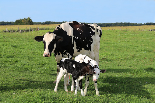 A Holstein cow with her twin calves grazing in the field