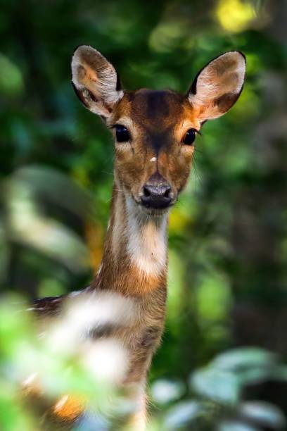 istock Vertical shot of a deer in a forest 1464698609