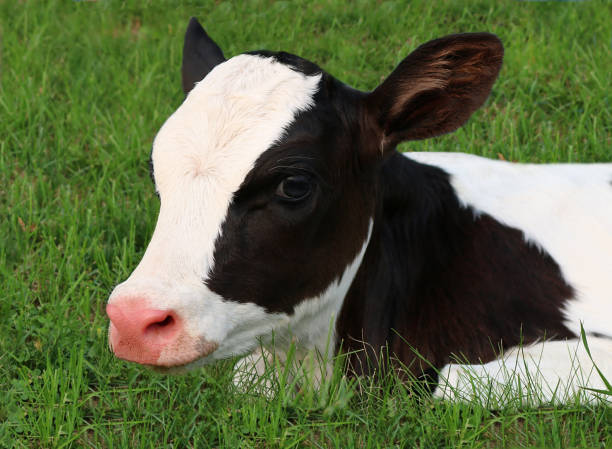 istock Newborn Holstein calf lying on the grass 1464698925