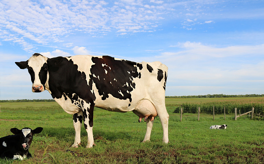 A closeup shot of a Holstein cow standing near its calf lying on the green grass