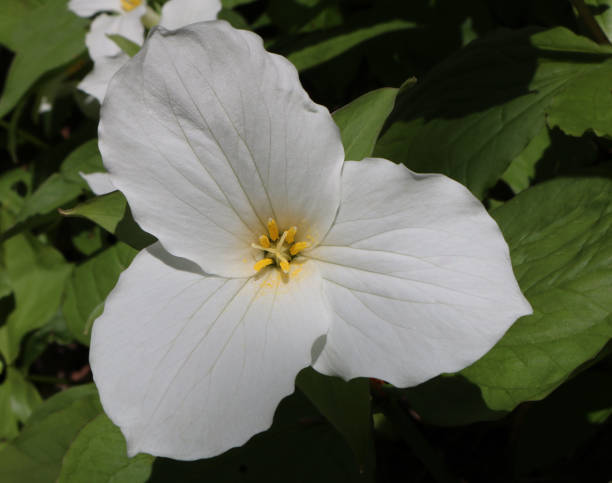 istock White Birthroot flower grown in the garden 1464699124