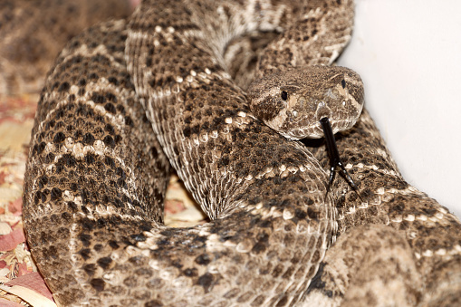 A closeup shot of a Western diamondback rattlesnake