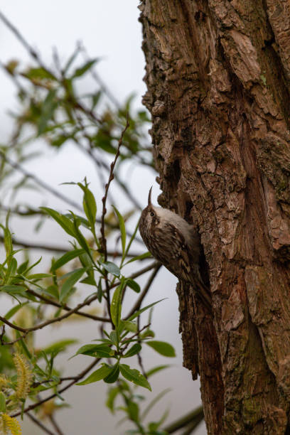 Vertical shot of a treecreeper on a tree with green leaves in the backgroun A vertical shot of a treecreeper on a tree with green leaves in the backgroun certhiidae stock pictures, royalty-free photos & images