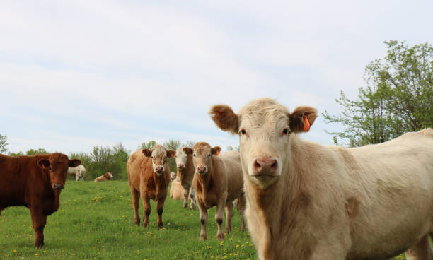 istock Group of Charolais cattle in the field 1464699573