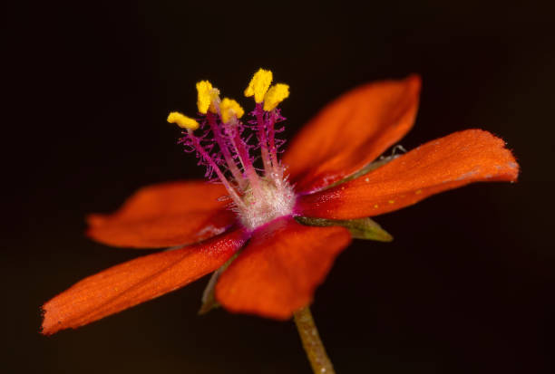 istock Orange flower head on a black background 1464701312
