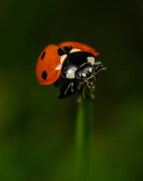 istock Vertical selective focus shot of a ladybug on a flower stem 1464701315