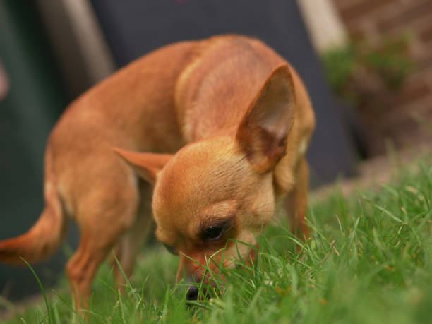 istock Cute Chihuahua plays in the grass 1464701562