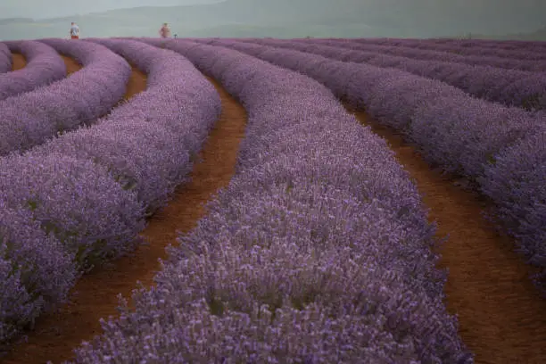 A beautiful view of rows of a lavender field and farmworkers in the distance