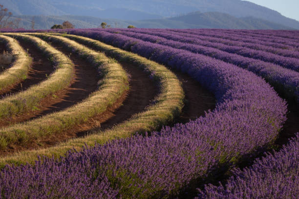 istock Beautiful closeup view of lavender fields on a backdrop of hills 1464701870
