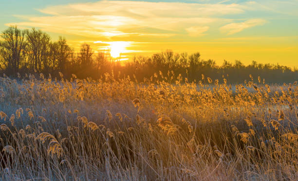 Reed along the edge of a frozen lake under a blue sky in sunlight at sunrise in winter stock photo