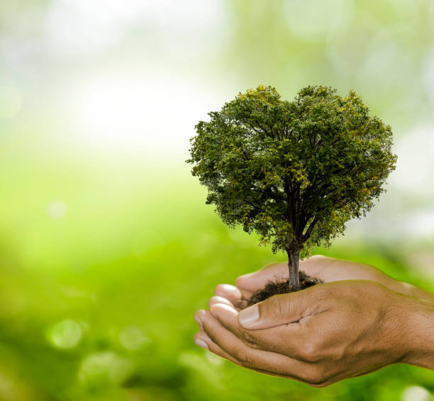 istock Green tree in one hand against green background 1464702392