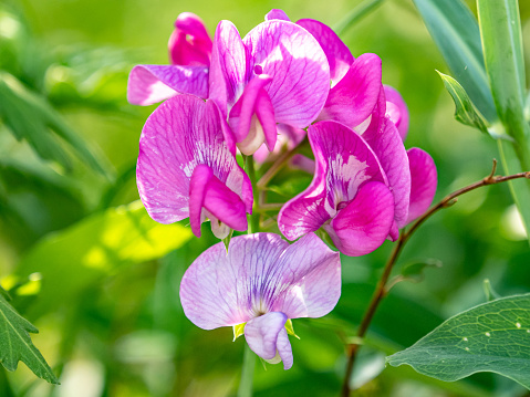 A blooming pink sweet pea flowers in the garden