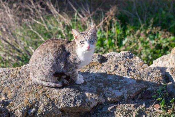 istock Young stray cat on a wall, resting and sunbathing 1464705849