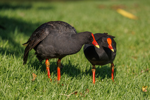 A pair of Dusky Moorhen standing on grass in the morning sun. Gallinula tenebrosa.