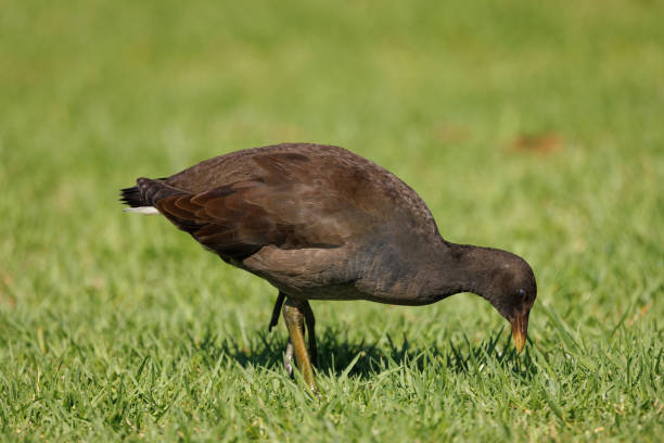 istock Young Dusky Moorhen, Gallinula tenebrosa, eating 1464705909