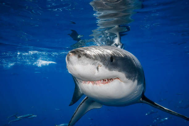 istock Great White Shark 20080902 0505 1464706623