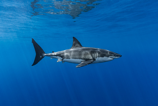 Right side body profile of a great white shark cruising below the ocean surface.