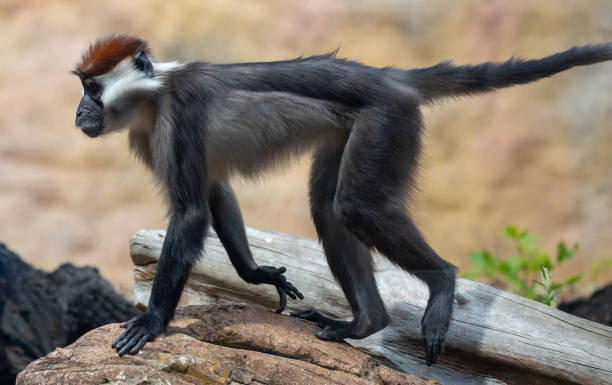 istock Closeup shot of a monkey in a zoo park 1464707421