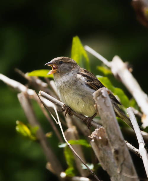 istock Selective focus shot of a sparrow perched on a tree branch in spring 1464707445