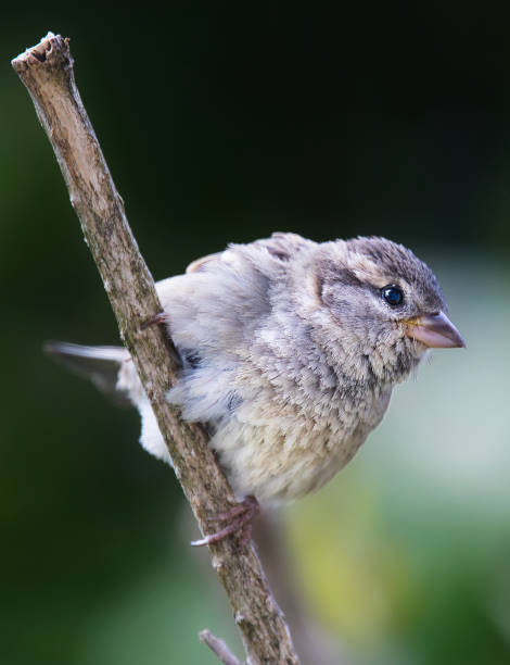 istock Selective focus shot of a sparrow perched on a tree branch 1464707451