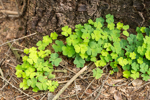 A top view of green four-leaf clover plants in a forest