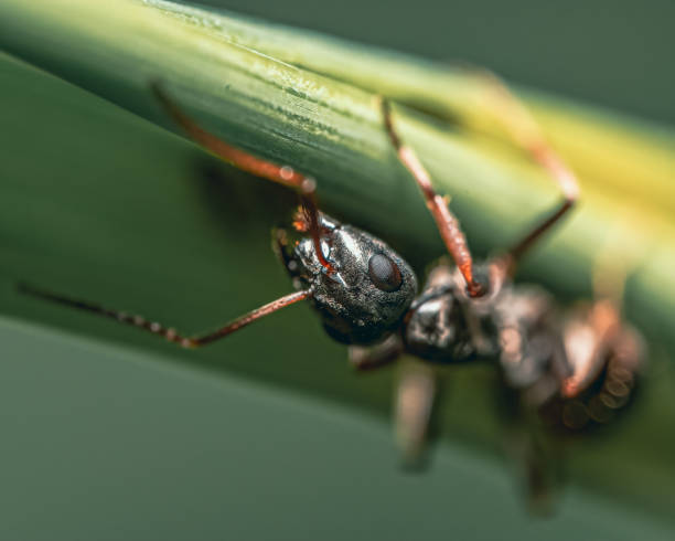 istock Macro shot of an ant on a green stem 1464707733