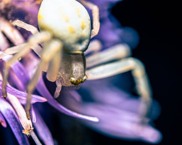 istock Macro shot of a white spider on a flower 1464707741