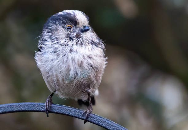 istock Closeup shot of a Long-tailed tit 1464707977