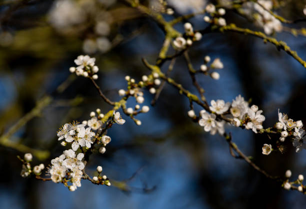 istock Closeup shot of blooming Cherry blossom on spring 1464708014