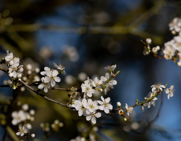 istock Closeup shot of blooming Cherry blossom on spring 1464708015
