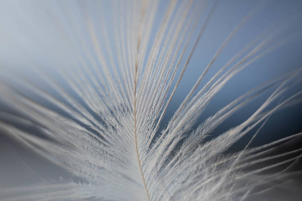 istock A white feather of a bird 1464708082