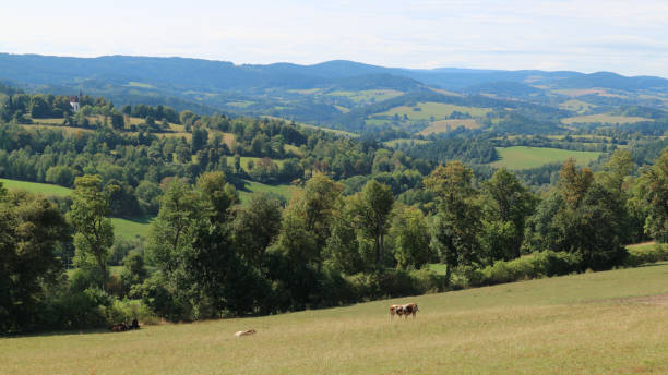 istock Landscape view from the meadow with cows in front 1464708171