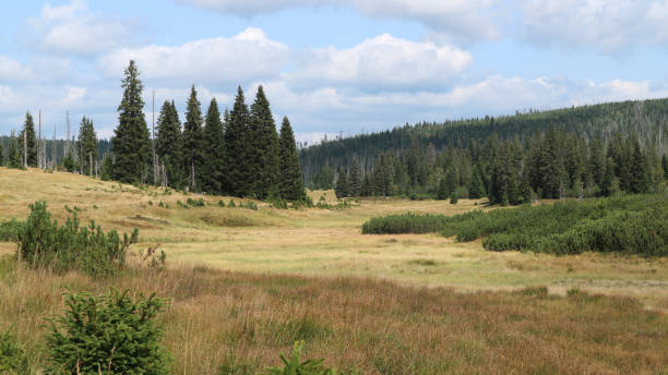 istock Beautiful valley full of trees and bushes 1464708172